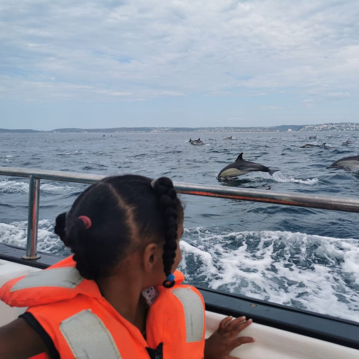 Whale Watching Rides