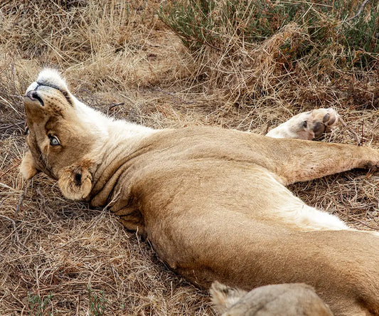 Safari Van | Early Morning Safari