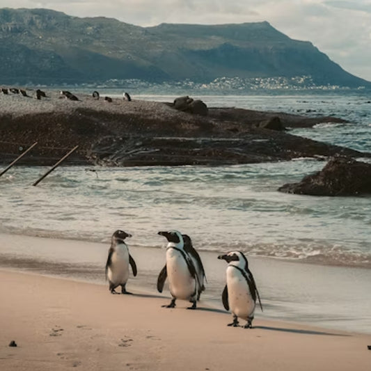 Cape Peninsula Tour